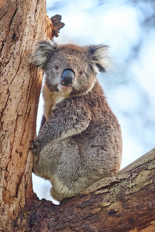 Koala (Phascolarctos cinereus)