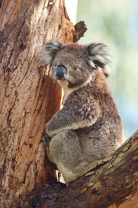 Koala (Phascolarctos cinereus)