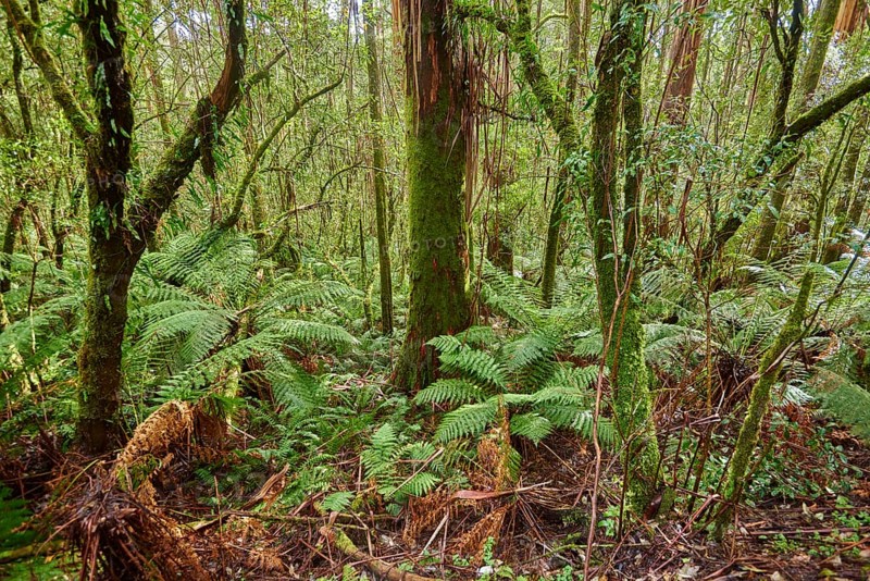 Forest with ferns