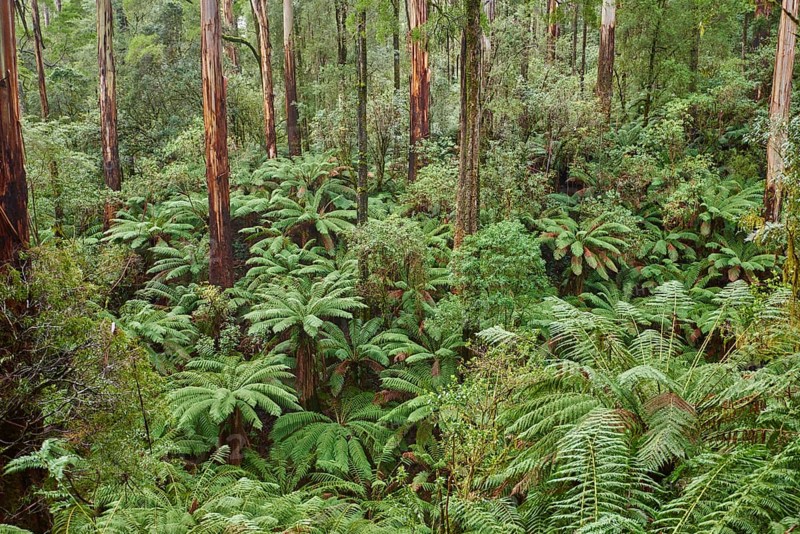 Forest with fern trees (Cyatheales)