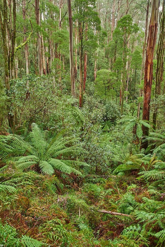 Forest with fern trees (Cyatheales)