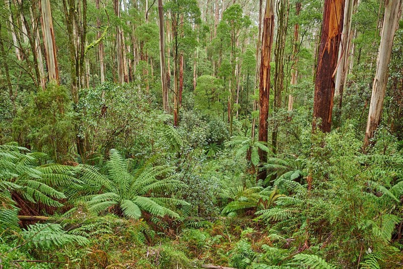 Forest with fern trees (Cyatheales)