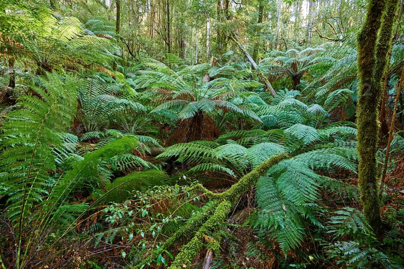 Forest with fern trees (Cyatheales)
