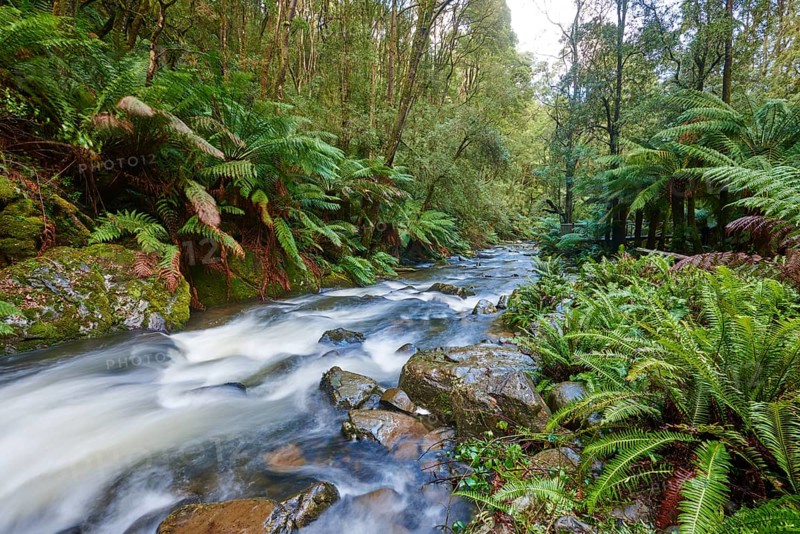 Brook in the rainforest
