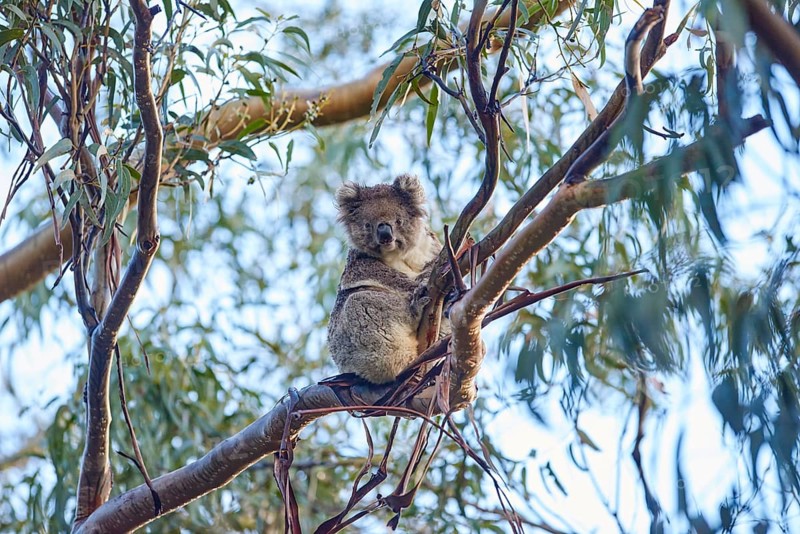 Koala (Phascolarctos cinereus)
