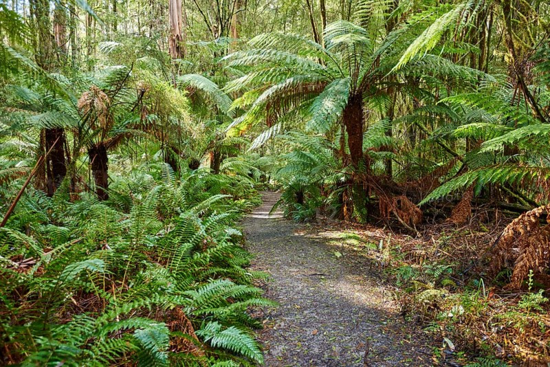 Hiking way through the forest with tree ferns (Cyatheales)
