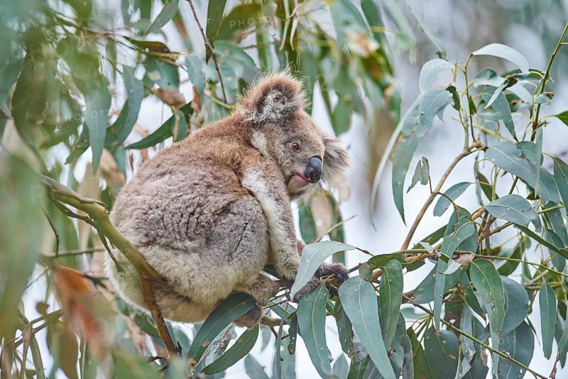 Koala (Phascolarctos cinereus) sitting in an Eucalyptus tree (Eucalyptus)