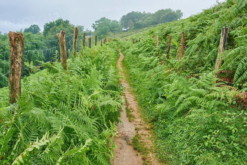 Walking path going through Male fern (Dryopteris filix-mas) from Donostia San Sebastian to Orio at the Camino del Norte