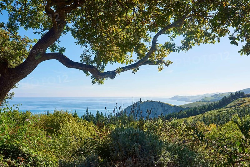 View to the geopark Costa Vasca at the the atlantic ocean between trees next to the Camino del Norte on the way to Deba
