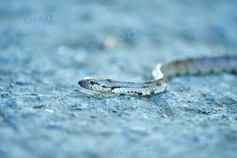 Southern smooth snake (Coronella girondica) on a way