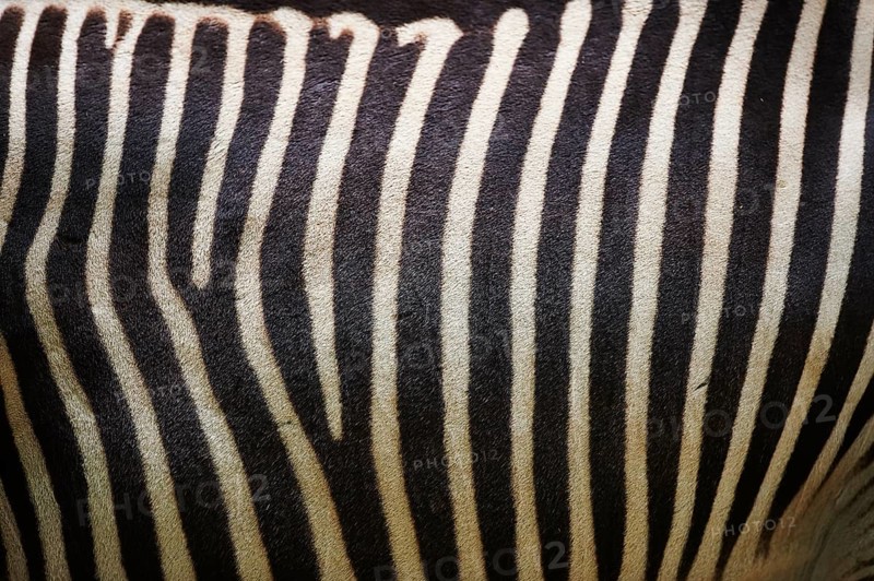 Close-up of the skin from Grevy's zebra (Equus grevyi)