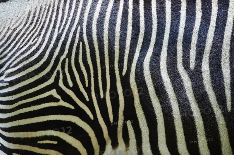 Close-up of the skin from Grevy's zebra (Equus grevyi)