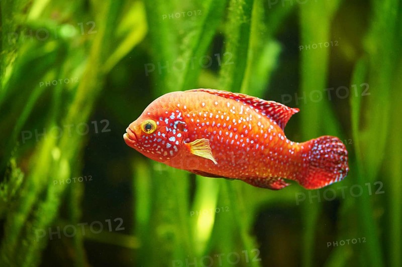 Blood-red jewel cichlid (Hemichromis lifalili) in a aquarium