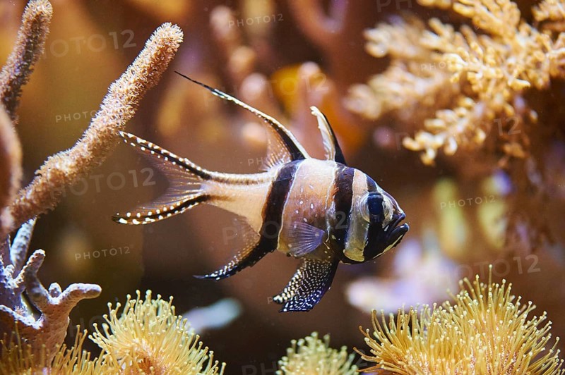 Banggai cardinalfish (Pterapogon kauderni) in a aquarium