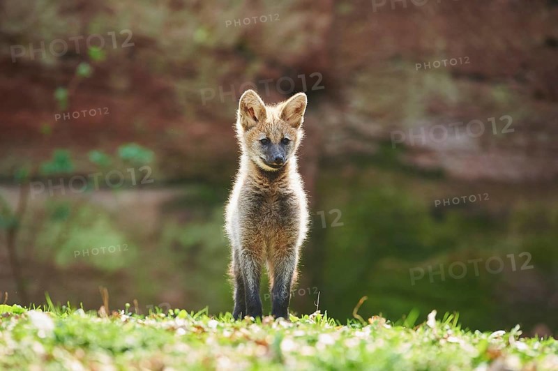Maned wolf (Chrysocyon brachyurus)