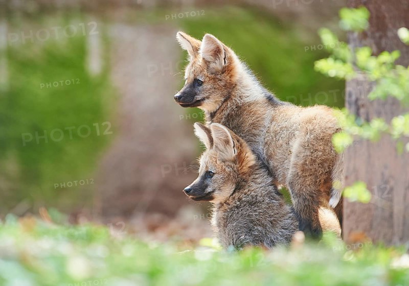 Maned wolf (Chrysocyon brachyurus)
