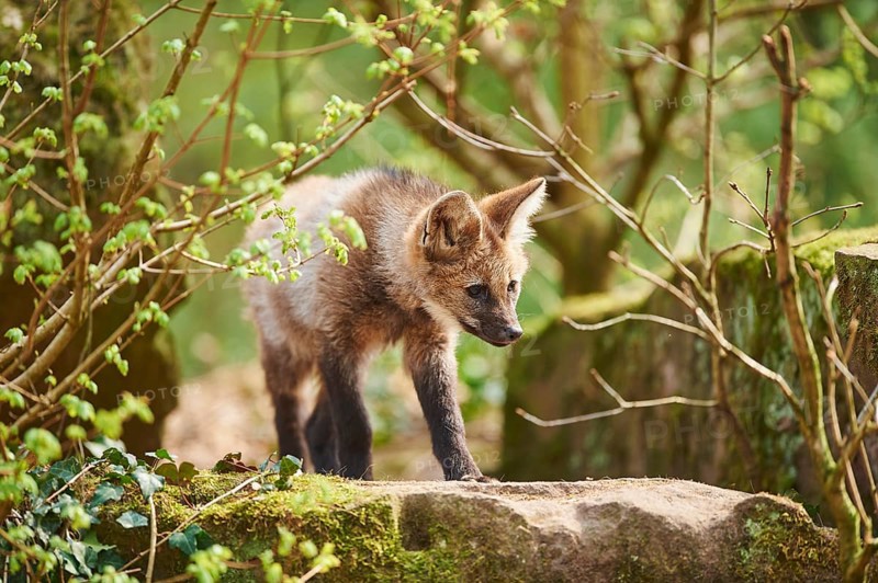 Maned wolf (Chrysocyon brachyurus)