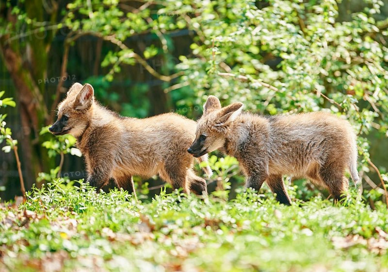 Maned wolf (Chrysocyon brachyurus)
