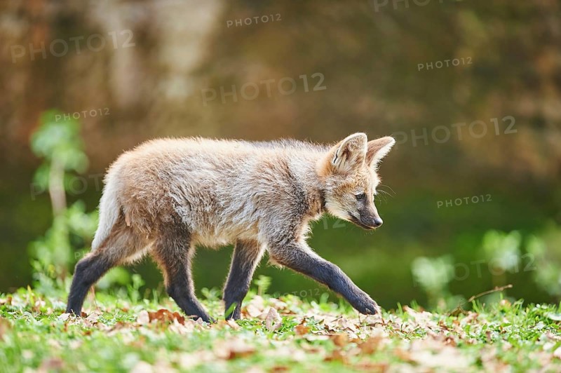 Maned wolf (Chrysocyon brachyurus)