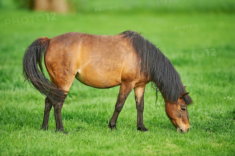 Brown pony (Equus ferus caballus) grazing on a pasture