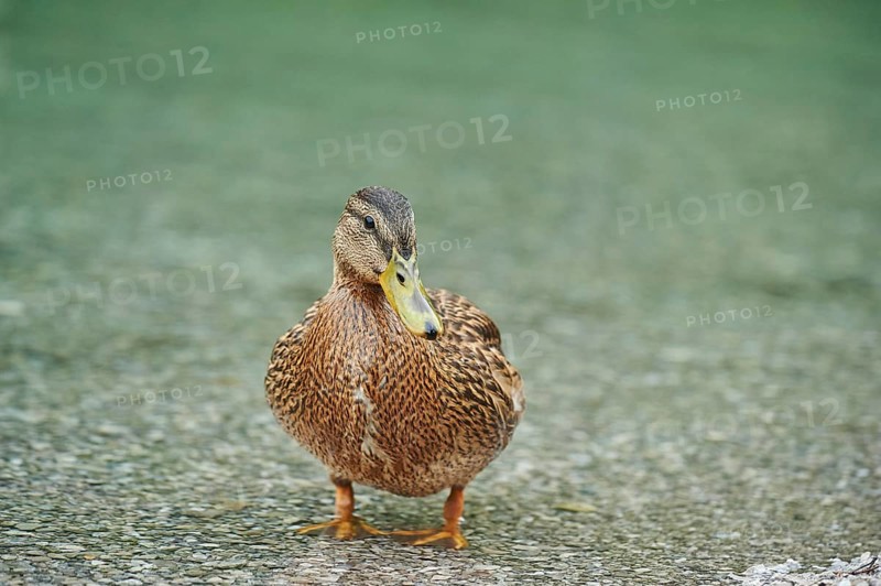 Mallard (Anas platyrhynchos)