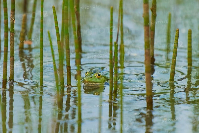 Edible frog (Pelophylax esculentus) in water between horsetail (Equisetum)