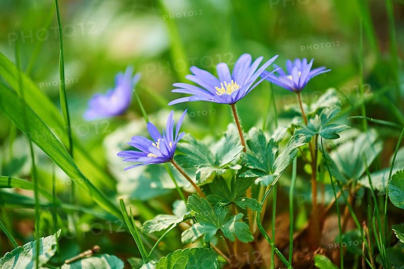 Blue Grecian windflowers (Anemone blanda) blooming in a meadow