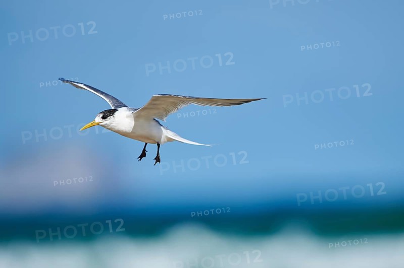 Greater crested tern (Thalasseus bergii) in flight