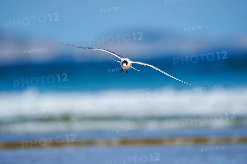 Greater crested tern (Thalasseus bergii) in flight
