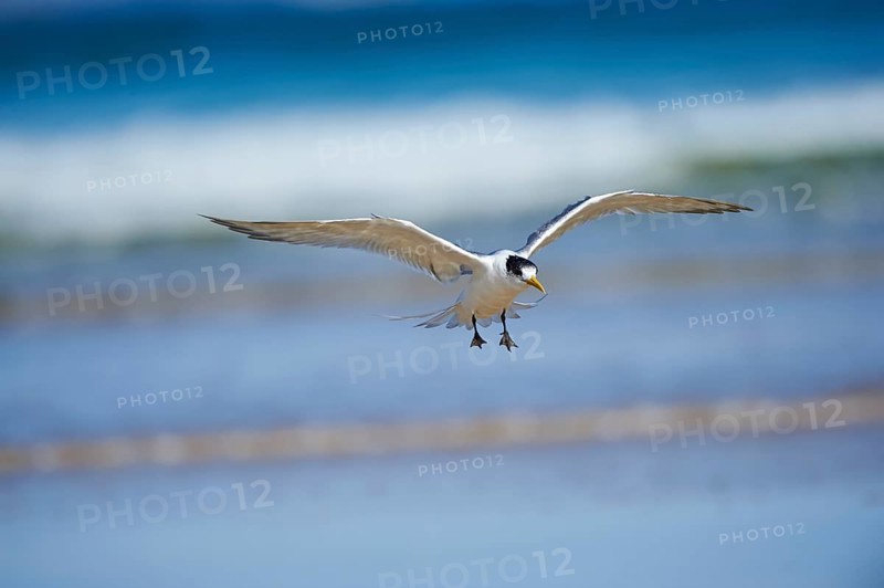 Greater crested tern (Thalasseus bergii) in flight