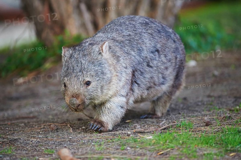 Common wombat (Vombatus ursinus)