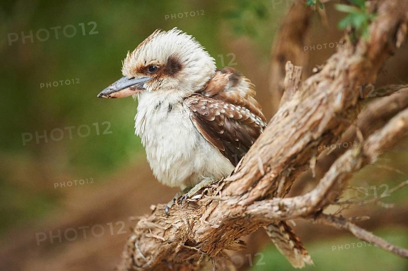 Laughing kookaburra (Dacelo novaeguineae) sitting on a branch