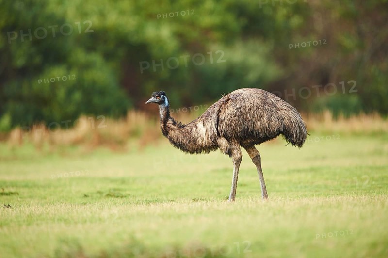 Emu (Dromaius novaehollandiae) on a meadow