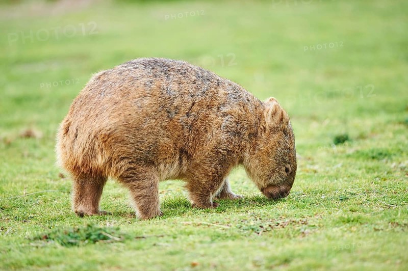 Common wombat (Vombatus ursinus)