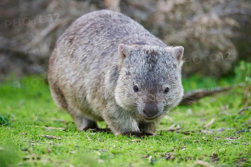 Common wombat (Vombatus ursinus)