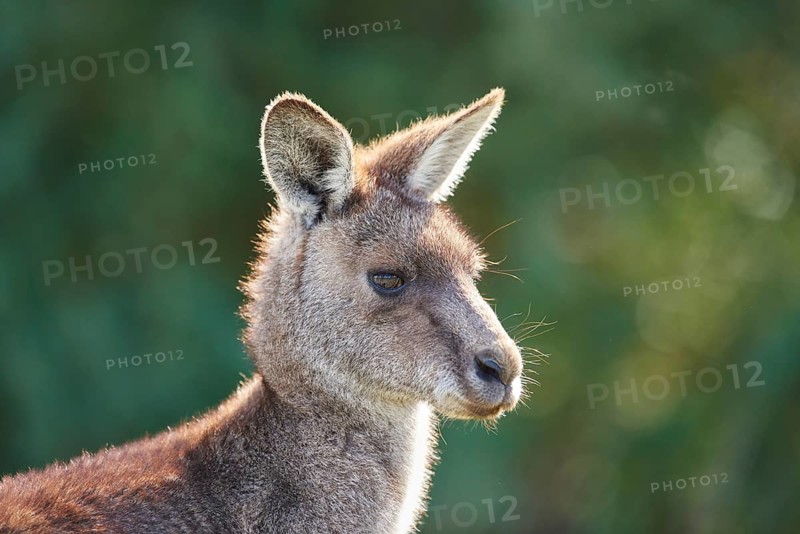 Eastern grey kangaroo (Macropus giganteus)