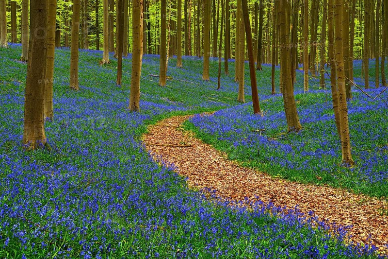 Path through forest