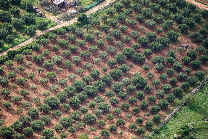 Olive trees in plantation