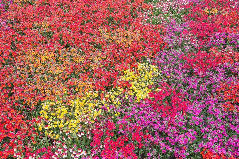 Nemesia (Nemesia)