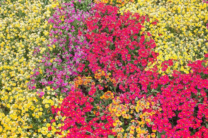 Nemesia (Nemesia)