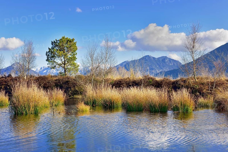 Moor pond
