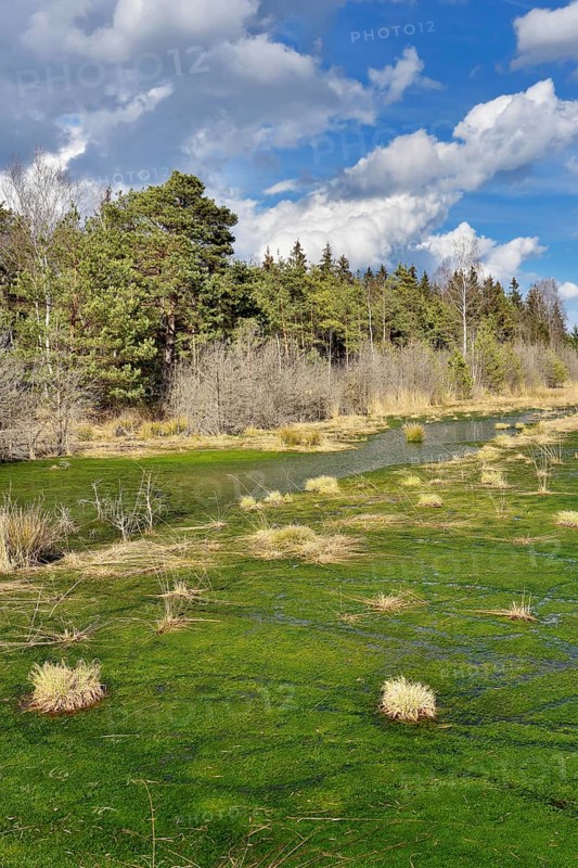 Silted moor pond with moss (Sphagum sp.) and bulrushes (Schoenoplectus lactustris)