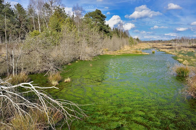 Silted moor pond with moss (Sphagum sp.) and bulrushes (Schoenoplectus lactustris)