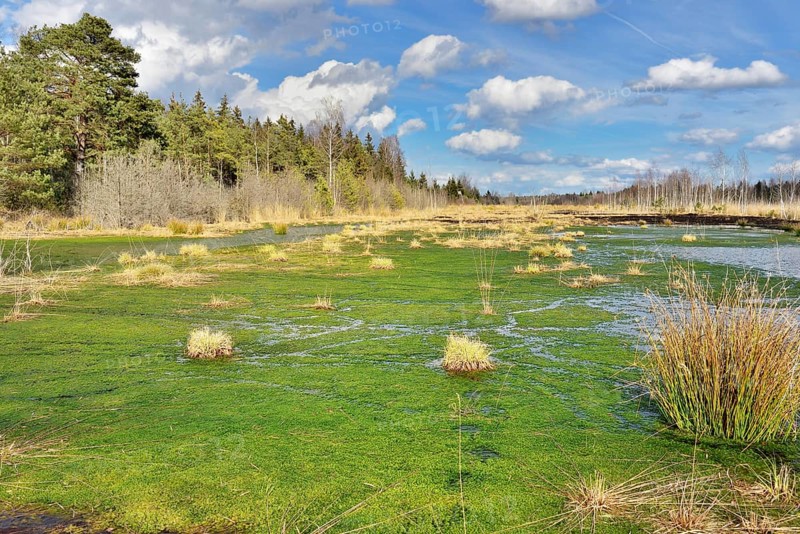 Silted moor pond with moss (Sphagum sp.) and bulrushes (Schoenoplectus lactustris)