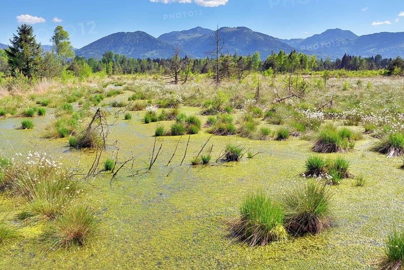 Tussock cottongrass (Eriophorum vaginatum) in moorland pond with dead pines and peat moss (Spagunm sp.)