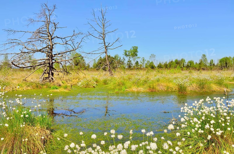 Dead pines (Pinus sylvestris) and tussock cottongrass (Eriophorum vaginatum) in wet bog with peat moss (Sphagum sp.)