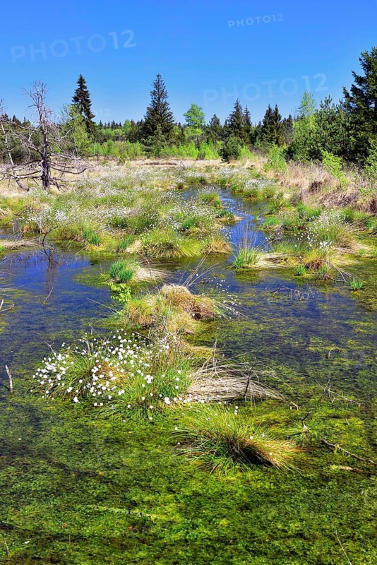 Tussock cottongrass (Eriophorum vaginatum) in moorland ponds