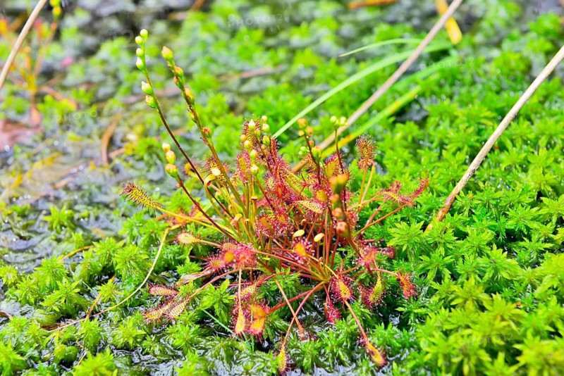 Oblong-leaved sundew (Drosera intermedia) on moss