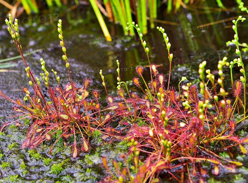 Oblong-leaved sundew (Drosera intermedia) with panicles in a moor pond
