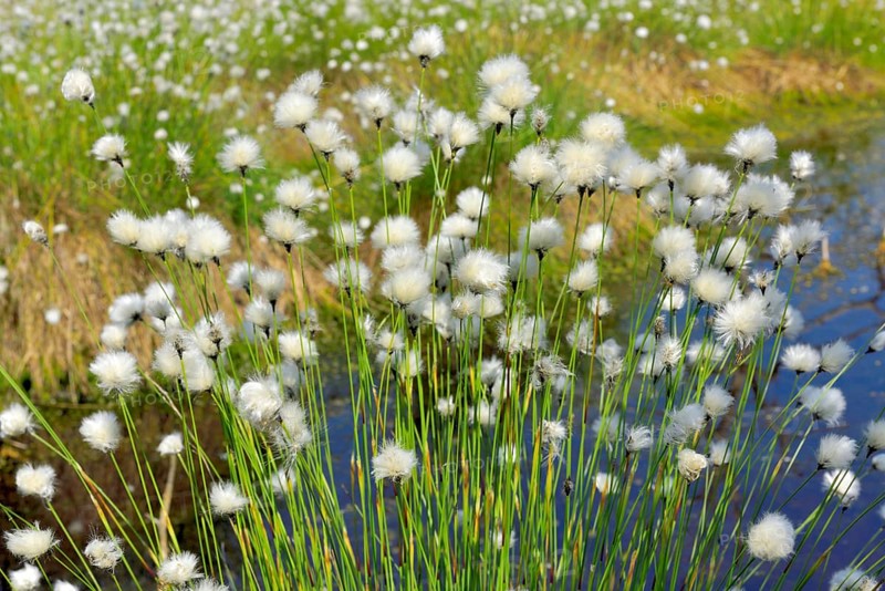 Flowering hare's-tail cottongrass (Eriophorum vaginatum) in moorland